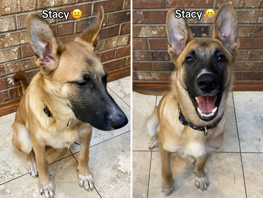 Before and after dog's reaction to calling him "Good boy"