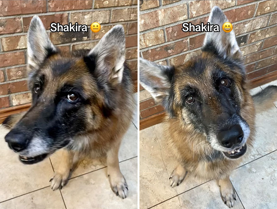 Before and after dog's reaction to calling him "Good boy"