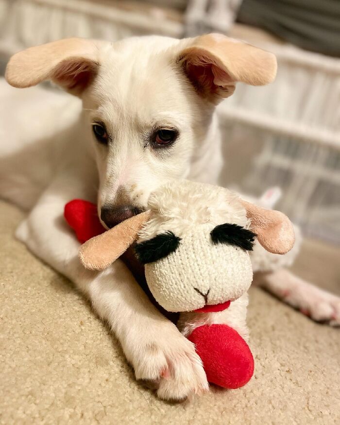 When We Realized Our New Puppy Dottie Looks Like The Iconic Lambchop 😂 #adoptdontshop