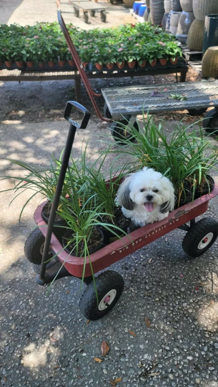 Plant A Puppy-Dog This Spring