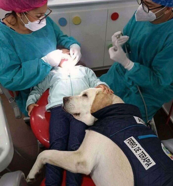 Sweet Support Dog Who Gives Comfort To Children At The Dentist, Priceless