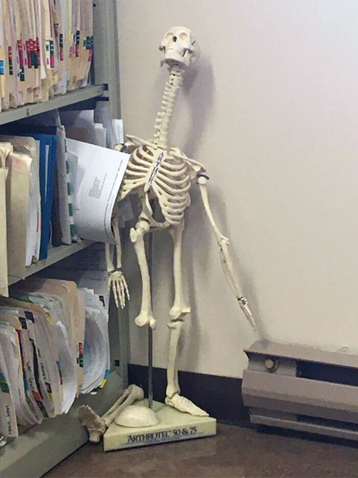 Skeleton At My Doctor’s Office