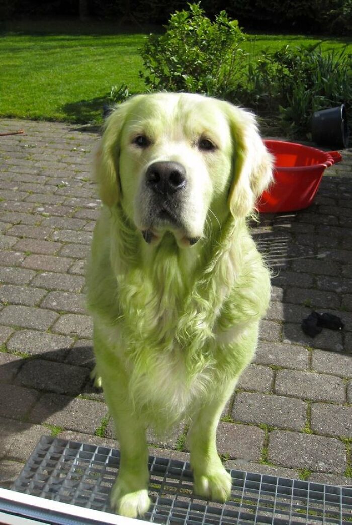 No, I Didn’t Roll In The Grass, If That’s What You’re Thinking