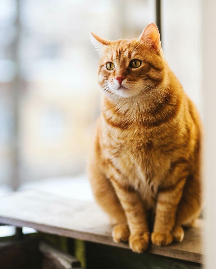 A beautiful ginger cat sits on a shelf