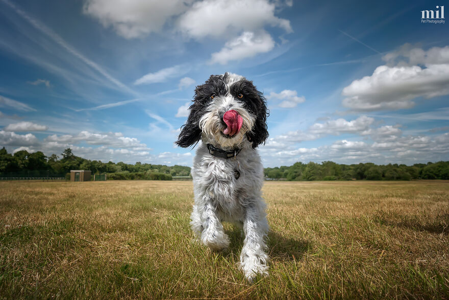 "Tongue Out Pip" - Black And White Roan Cockapoo