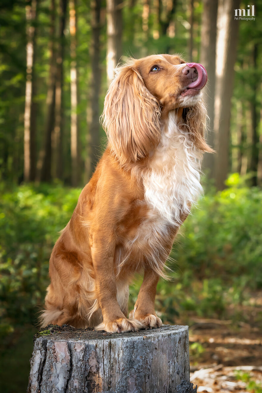 "Tongue Out Pippa" - Working Cocker Spaniel