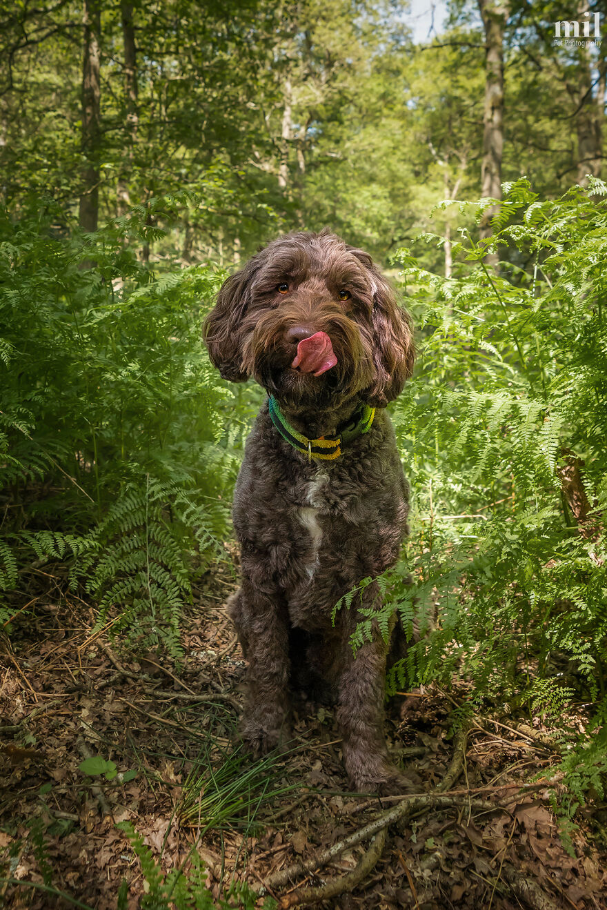 "Tongue Out Bailey" - Brown Sprockapoo