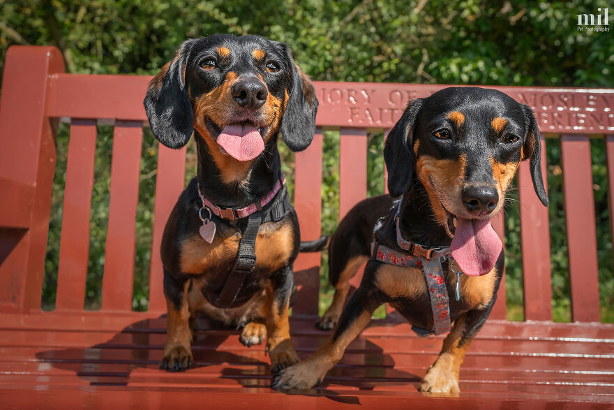 "Tongue Out Brosie And Tootsie" - Dachshunds
