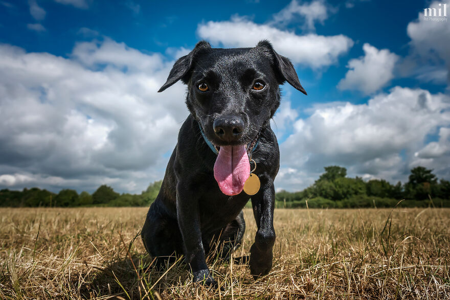 "Tongue Out Diesel" - Black Patterdale Cross Border Terrier