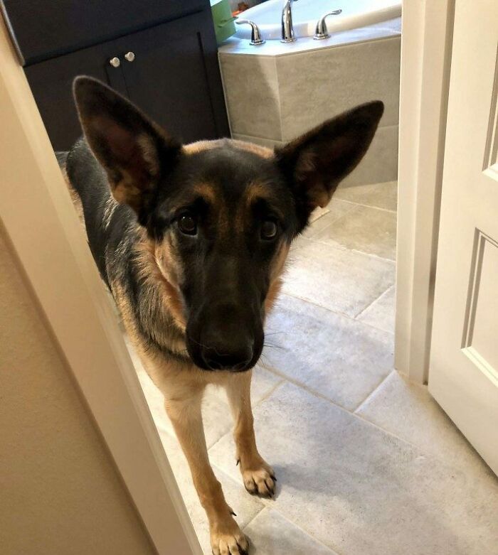 Heartbroken Dog Refuses To Leave The Door While Waiting For Her Dad To Get Back From The Hospital