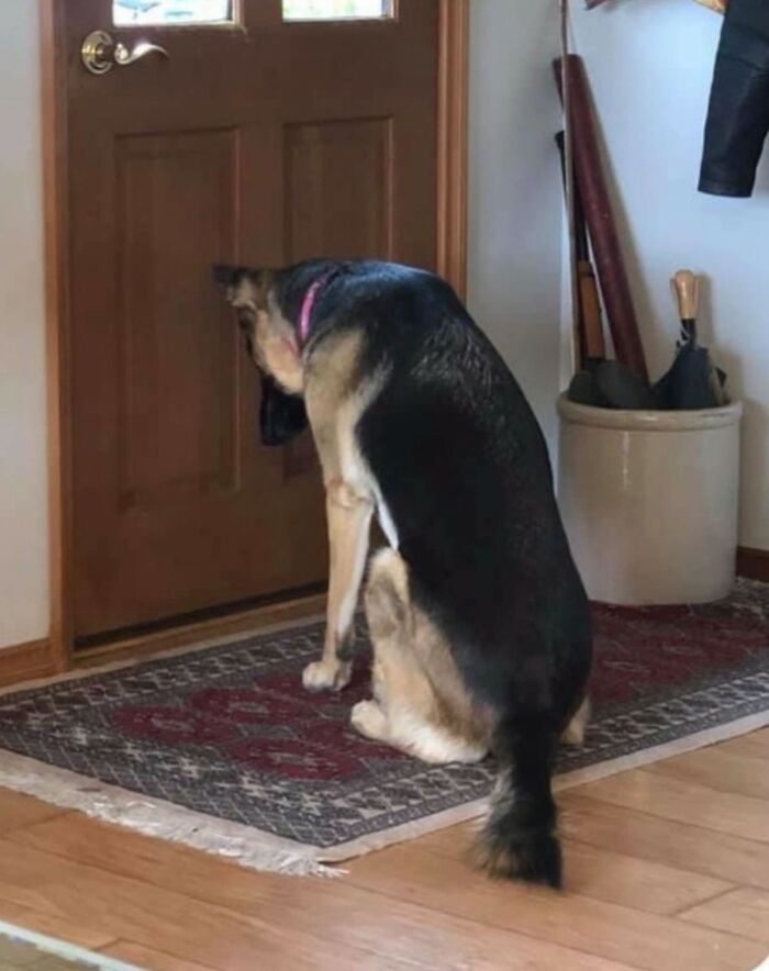 Heartbroken Dog Refuses To Leave The Door While Waiting For Her Dad To Get Back From The Hospital
