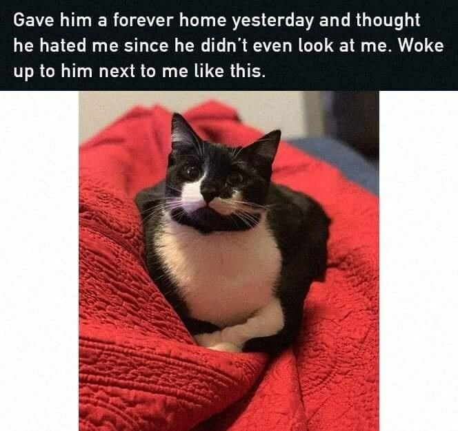 Hey Bp! Show Some Cats That Are Wholesome