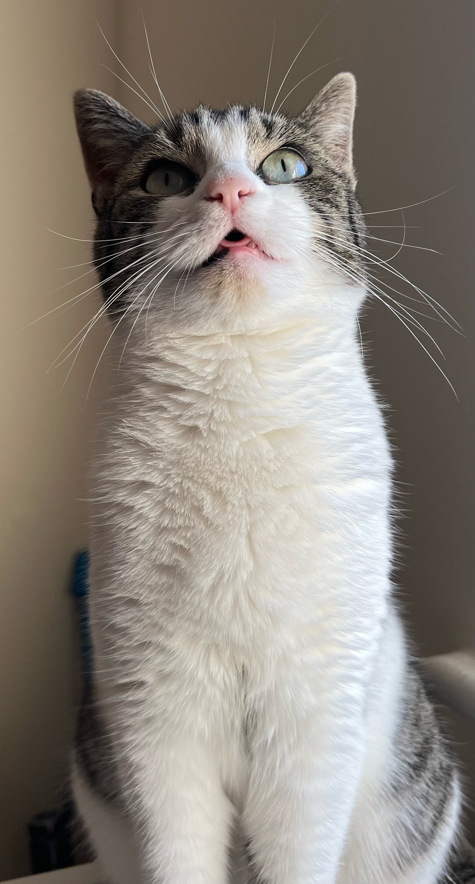 Hey Pandas, Post A Pic Of Your Pet!