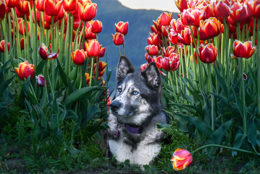 A dog laying in the garden of red tulips