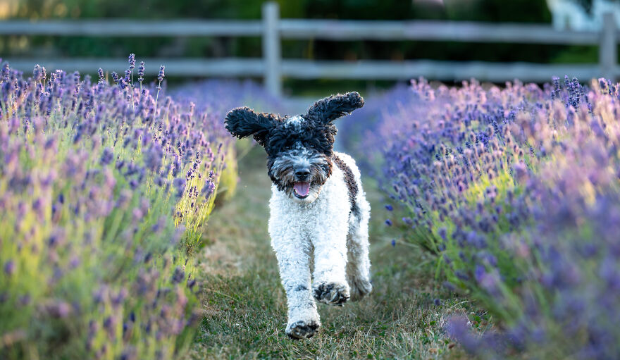 A white and black poodle running through lavender field
