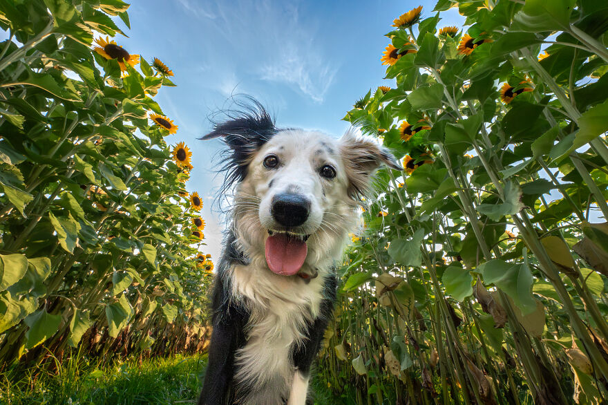 A dog looking down at the camera with a background of sunflowers