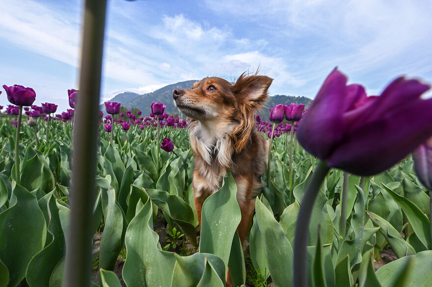 A brown dog standing among purple tulips