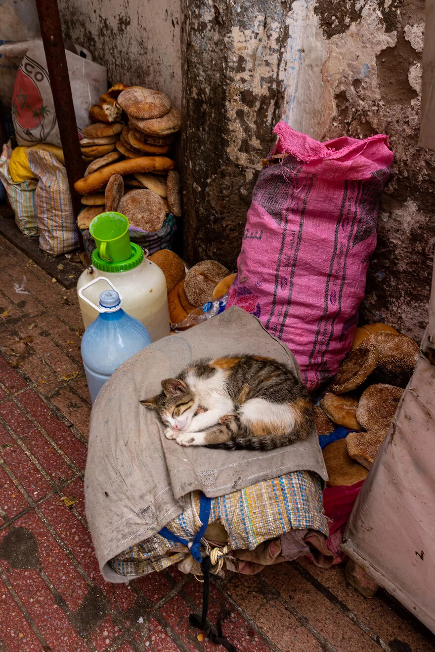 I Was Taking Photos Of Stray Cats Hours Before The Earthquake