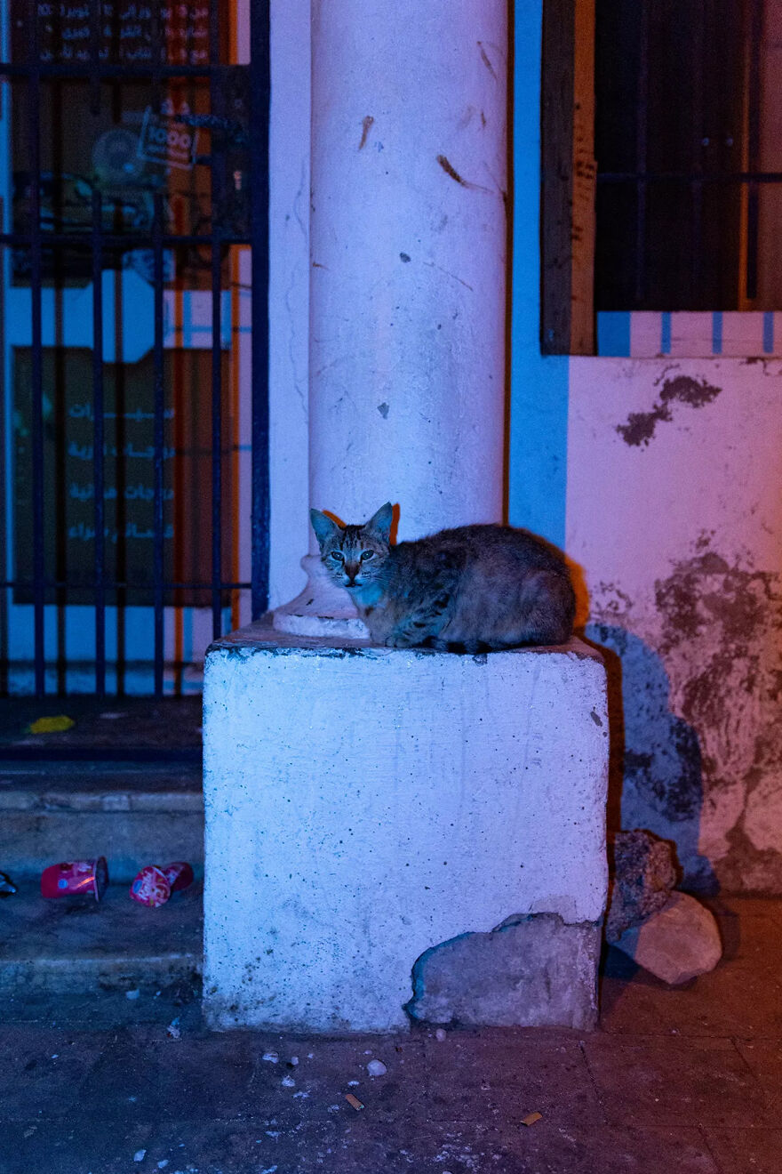 I Was Taking Photos Of Stray Cats Hours Before The Earthquake