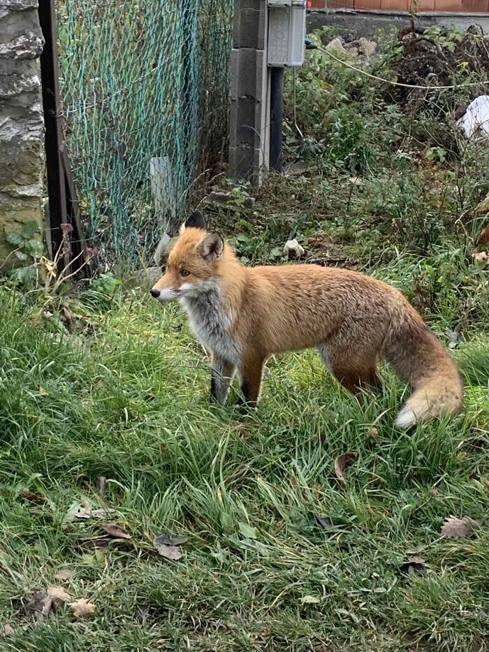 Mr. Fox In My Backyard
