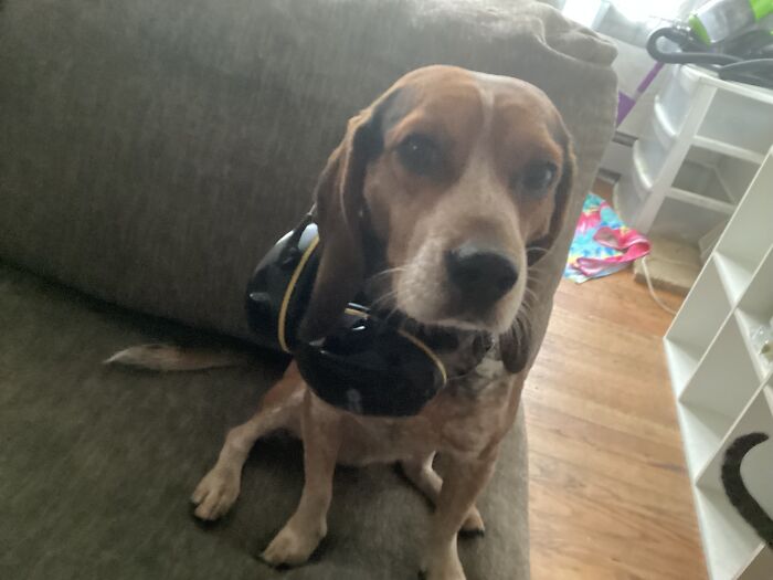 Gave My Dog My Noise-Canceling Headphones, Now He’s A Dawg