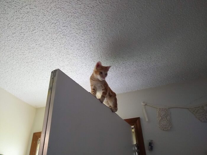 My Cat Banshee. Loves To Climb Onto Doors