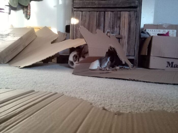 Lola Made A Fort Out Of Some Cardboard