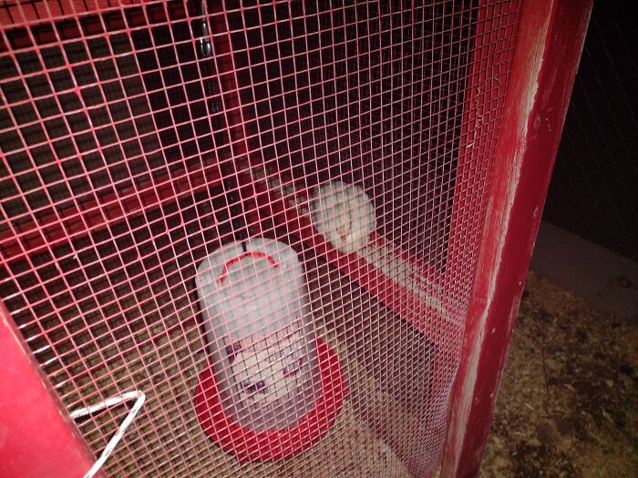 First Night In The Coop