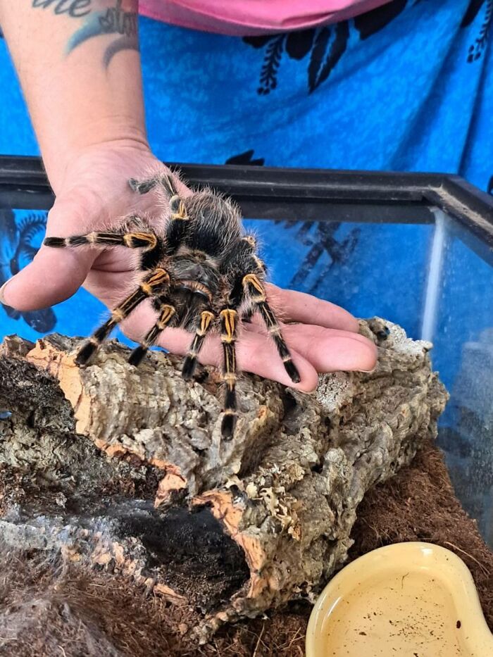 Meet Vierna, My Chaco Goldenknee Tarantula! Kudos To Anyone Who Knows The Reference For Her Name!