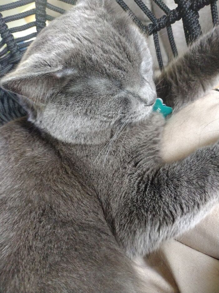 My Crazy, Russian Blue, Picky Eater, Adorable, Cat