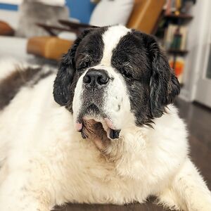 beatrizalmeida avatar