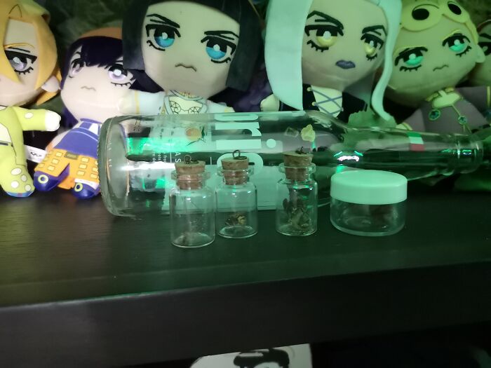 Collection Of Some Dead Bugs I've Stumbled Across. (Sorry For The Bad Lighting. Also, Yes I'm Showing Off My Plushies)