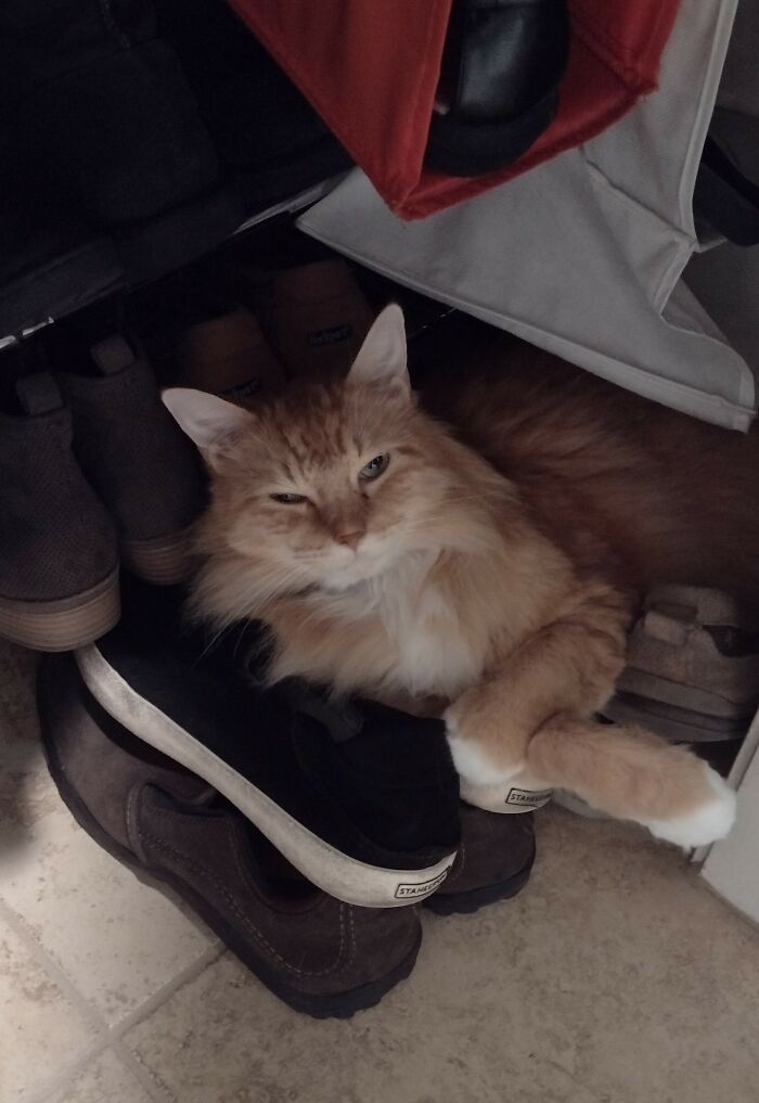 This Is Monty. He Likes To Protect The Shoes