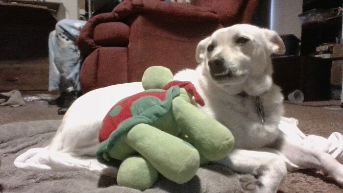 Marshmallow And Turtle!