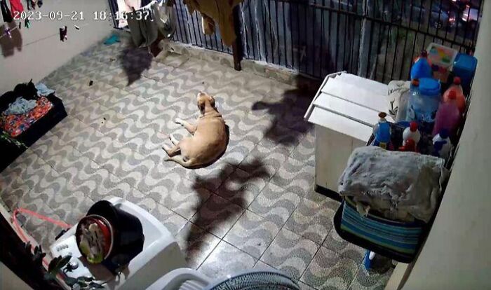 Optical illusion, making it seem that the dog is levitating