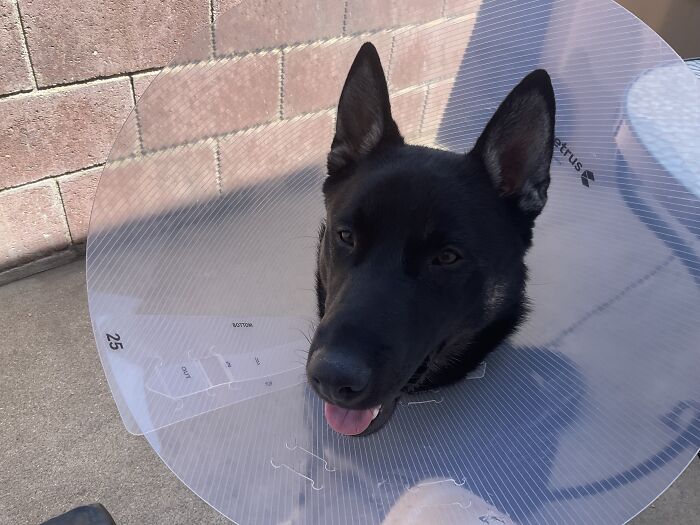 Dogs Name Is Bruce He Has A Cone And I Cute Belp