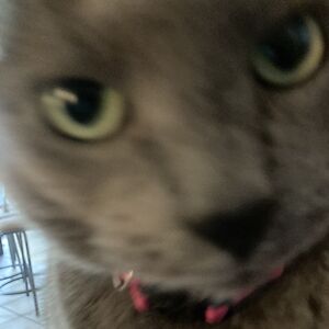 ladyshedhunter avatar