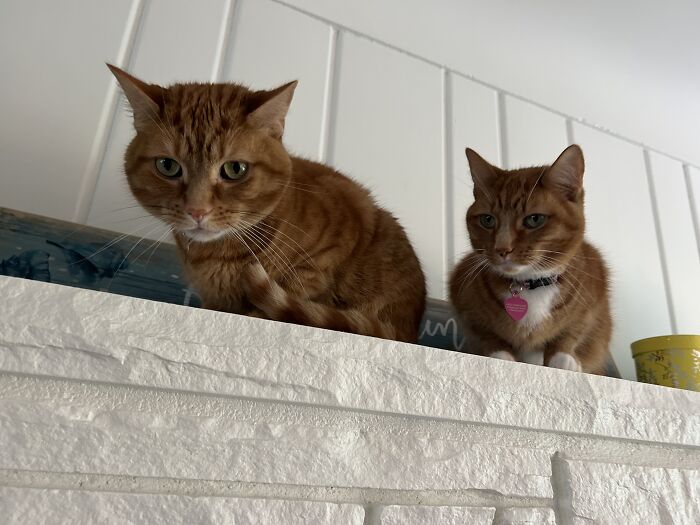 My Cats On Top Of My Fireplace. They Are Weird