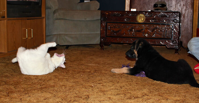 Our Kitty Was So Excited To Play With The New Puppy!
