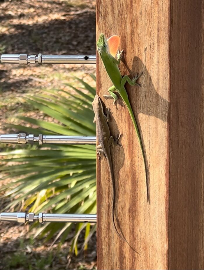 Some Anoles I Saw In South Carolina