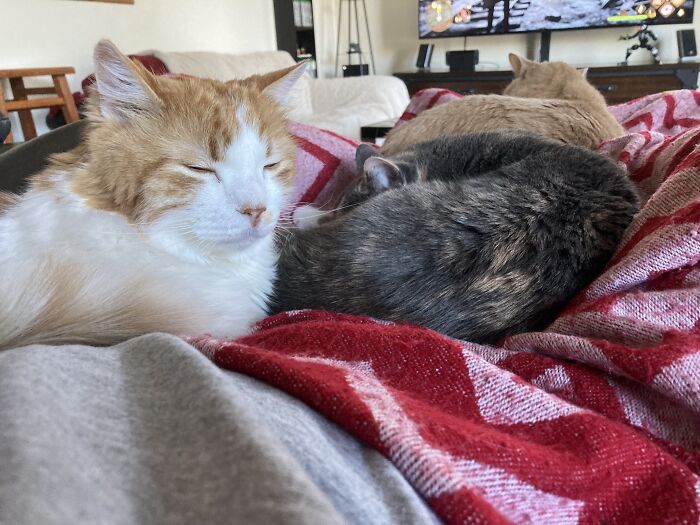 All Three Of These Fluffballs On My Lap While I Do Anything Is Always A Perfect Weekend 