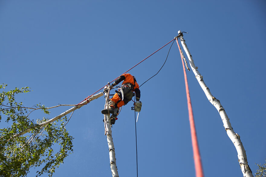 Cutting Down The Top Of A Birch Tree