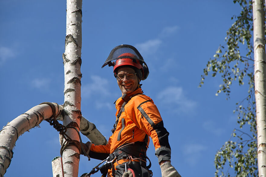 Cutting Down The Top Of A Birch Tree