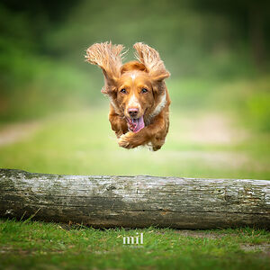 All dogs deserve their story to be told through photography