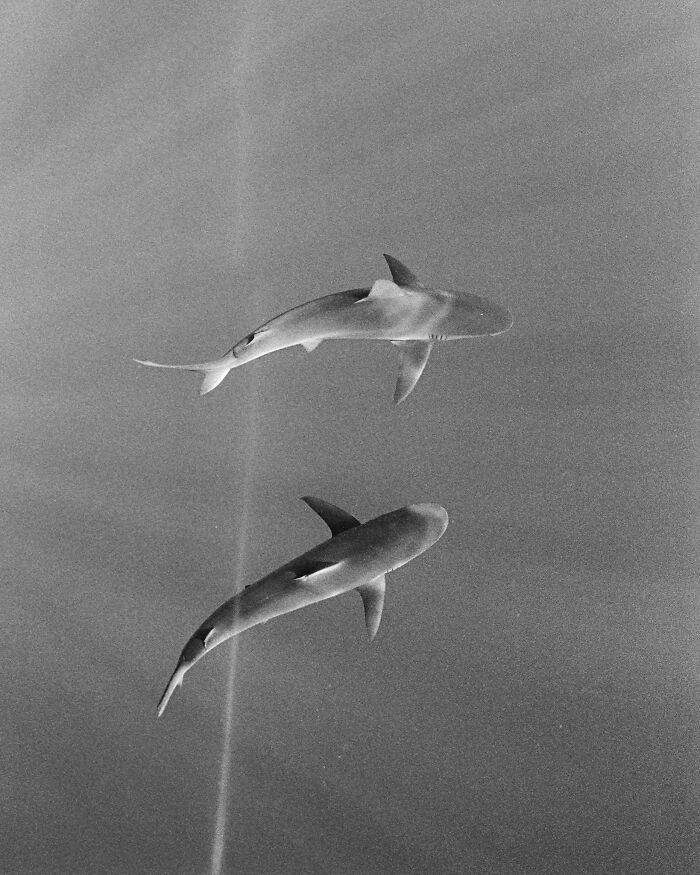 A picture of two sharks