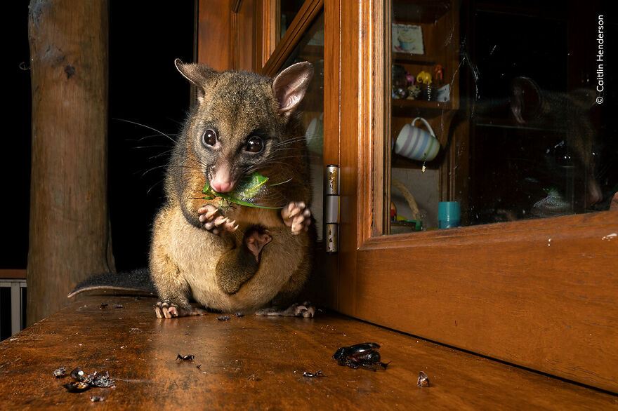 Possum’s Midnight Snack By Caitlin Henderson, Australia, Highly Commended, Urban Wildlife