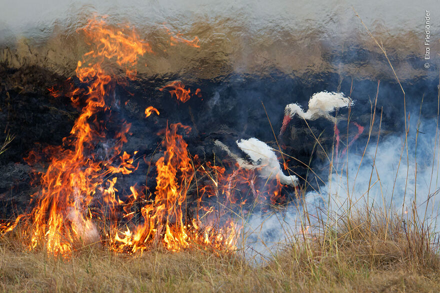 Firebirds By Elza Friedländer, Kenya, Highly Commended, Behaviour: Birds