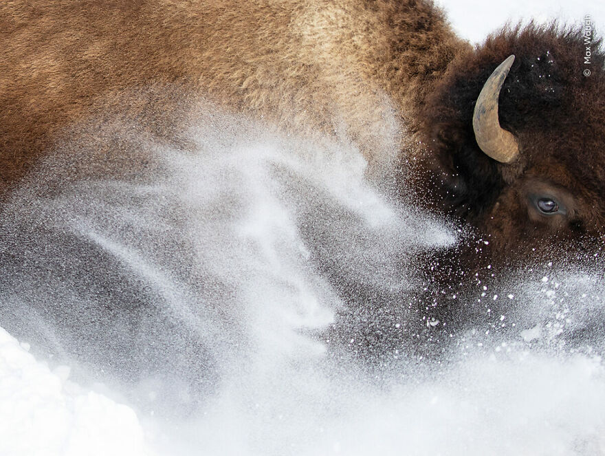 Snow Bison By Max Waugh, USA, Highly Commended, Animal Portraits