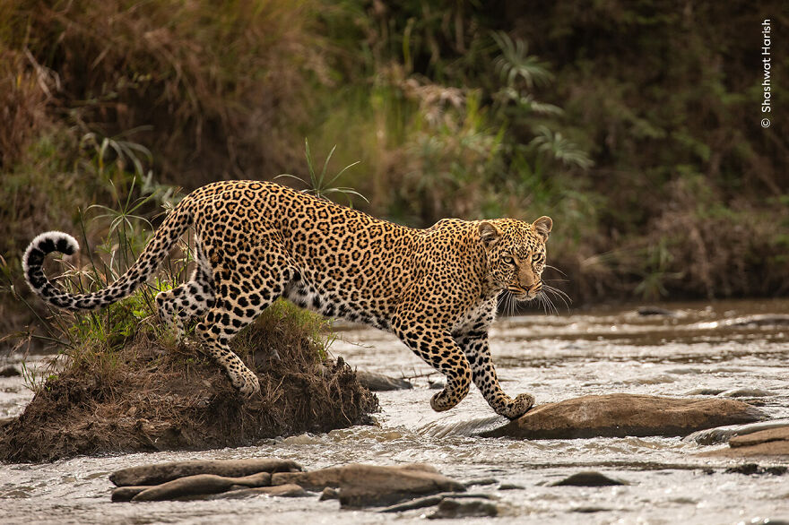The Catwalk By Shashwat Harish, Kenya, Highly Commended, 11-14 Years