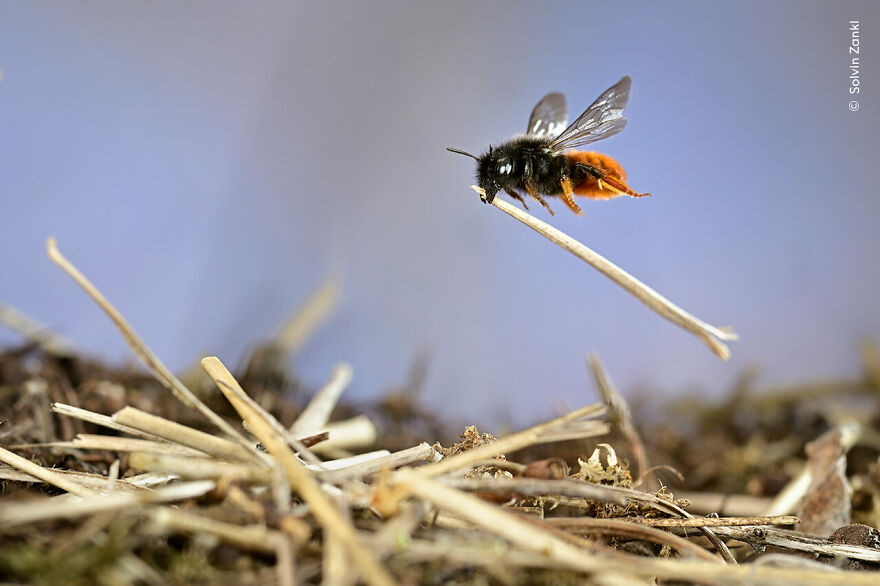 Mason Bee At Work By Solvin Zankl, Germany, Highly Commended, Behaviour: Invertebrates